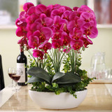Phalaenopsis Room Interior Decoration Flowers Potted 100 Seeds