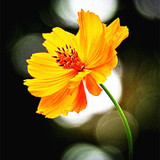 Cosmos seeds,perennial garden flower seeds,subtropical bonsai plant for outdoor and indoor,Various color,100 Pcs/bag