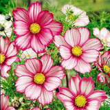 Cosmos seeds,perennial garden flower seeds,subtropical bonsai plant for outdoor and indoor,Various color,100 Pcs/bag