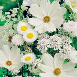 Cosmos seeds,perennial garden flower seeds,subtropical bonsai plant for outdoor and indoor,Various color,100 Pcs/bag