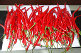 Home Garden Plant Seeds Red hot chili peppers Pepper Seeds vegetables seed easy growing 100PCS + Secret Gift Home Garden Plant Seeds Red hot chili peppers Pepper Seeds vegetables seed easy growing 100PCS + Secret Gift
