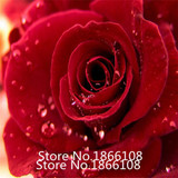 home &amp; garden 1 Professional Pack, 100 seeds / pack, Red Black Rare Rose Plant Seedling Garden Seed