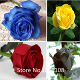 home &amp; garden 1 Professional Pack, 100 seeds / pack, Red Black Rare Rose Plant Seedling Garden Seed