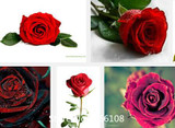home &amp; garden 1 Professional Pack, 100 seeds / pack, Red Black Rare Rose Plant Seedling Garden Seed