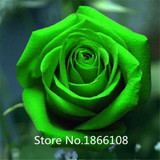 home &amp; garden 1 Professional Pack, 100 seeds / pack, Red Black Rare Rose Plant Seedling Garden Seed