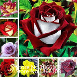 home &amp; garden 1 Professional Pack, 100 seeds / pack, Red Black Rare Rose Plant Seedling Garden Seed
