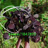 GGG Rare 100 pcs/bag Black Tiger Shall Orchid Seeds Tiger seeds Orchid Potted Seeds Bonsai Balcony Flower Free Shipping