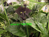 GGG Rare 100 pcs/bag Black Tiger Shall Orchid Seeds Tiger seeds Orchid Potted Seeds Bonsai Balcony Flower Free Shipping