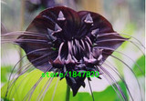 GGG Rare 100 pcs/bag Black Tiger Shall Orchid Seeds Tiger seeds Orchid Potted Seeds Bonsai Balcony Flower Free Shipping