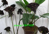 GGG Rare 100 pcs/bag Black Tiger Shall Orchid Seeds Tiger seeds Orchid Potted Seeds Bonsai Balcony Flower Free Shipping