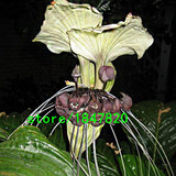 GGG Rare 100 pcs/bag Black Tiger Shall Orchid Seeds Tiger seeds Orchid Potted Seeds Bonsai Balcony Flower Free Shipping