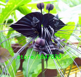 GGG Rare 100 pcs/bag Black Tiger Shall Orchid Seeds Tiger seeds Orchid Potted Seeds Bonsai Balcony Flower Free Shipping