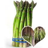 GGG Original Pack 100 Seeds / Pack,Small Bonsai Asparagus Bonsai Tree Seeds Green Asparagus Seeds