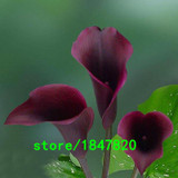 GGG Hot Sale Rare Red Edge black Calla Seeds Balcony Potted Bonsai Patio Plant Seeds Calla Flower Seeds 100PCS Free Shipping
