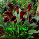 GGG Hot Sale Rare Red Edge black Calla Seeds Balcony Potted Bonsai Patio Plant Seeds Calla Flower Seeds 100PCS Free Shipping