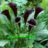 GGG Hot Sale Rare Red Edge black Calla Seeds Balcony Potted Bonsai Patio Plant Seeds Calla Flower Seeds 100PCS Free Shipping