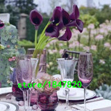 GGG Hot Sale Rare Red Edge black Calla Seeds Balcony Potted Bonsai Patio Plant Seeds Calla Flower Seeds 100PCS Free Shipping