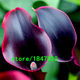 GGG Hot Sale Rare Red Edge black Calla Seeds Balcony Potted Bonsai Patio Plant Seeds Calla Flower Seeds 100PCS Free Shipping