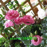 GGG Hot Sale Red Eustoma Seeds Perennial Flowering Plants Lisianthus Multicolor for DIY Home &amp; Garden Flower Seeds 100PCS