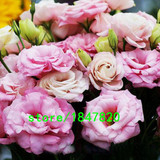 GGG Hot Sale Red Eustoma Seeds Perennial Flowering Plants Lisianthus Multicolor for DIY Home &amp; Garden Flower Seeds 100PCS