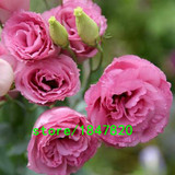 GGG Hot Sale Red Eustoma Seeds Perennial Flowering Plants Lisianthus Multicolor for DIY Home &amp; Garden Flower Seeds 100PCS