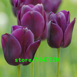 GGG Hot Sale Rare Blue Tulips Flowers Seeds Bonsai Tulip Seeds Flower Plants 500 Particles / lot