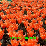 GGG Hot Sale Rare Blue Tulips Flowers Seeds Bonsai Tulip Seeds Flower Plants 500 Particles / lot