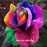 GGG Free shipping 100 PCS Beautiful Flower Rainbow rose seed Rose Seeds bonsai garden plants