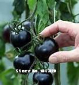 GGG AAA Bonsai tomato Seeds 100pcs 10kinds mix vegetable Seeds Novel Plant for Garden Free Shipping