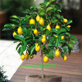 GGG AAA 20 Dwarf Lemon Tree Seeds---Natural Perfume Indoor, DIY Home Garden Bonsai, fragrant