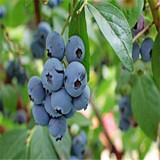 GGG 200 pcs Blueberry seed Fruit seeds Potted blueberry seeds Free shipping