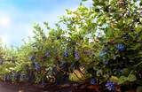 GGG 200 pcs Blueberry seed Fruit seeds Potted blueberry seeds Free shipping