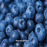 GGG 200 pcs Blueberry seed Fruit seeds Potted blueberry seeds Free shipping