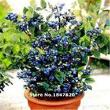 GGG 200 pcs Blueberry seed Fruit seeds Potted blueberry seeds Free shipping