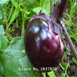 GGG 100pcs Purple Eggplant Seeds vegetable seeds free Shipping