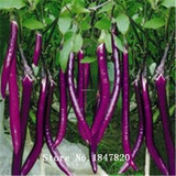 GGG 100pcs Purple Eggplant Seeds vegetable seeds free Shipping