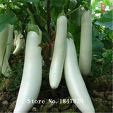 GGG 100pcs Purple Eggplant Seeds vegetable seeds free Shipping