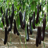 GGG 100pcs Purple Eggplant Seeds vegetable seeds free Shipping