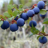 GGG 100pcs fruit seeds BlueBerry seeds Highbush Blueberries DIY Countyard Bonsai plants Seeds for home &amp; garden 100 seeds