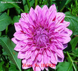 GGG 100pcs /bag . 10 piece each color of dahlia seeds rainbow pompon Seeds Bonsai plants Seeds for home &amp; garden