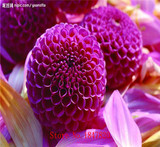 GGG 100pcs /bag . 10 piece each color of dahlia seeds rainbow pompon Seeds Bonsai plants Seeds for home &amp; garden