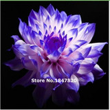 GGG 100pcs /bag . 10 piece each color of dahlia seeds rainbow pompon Seeds Bonsai plants Seeds for home &amp; garden