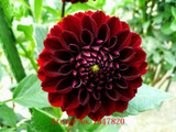 GGG 100pcs /bag . 10 piece each color of dahlia seeds rainbow pompon Seeds Bonsai plants Seeds for home &amp; garden