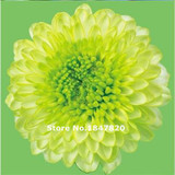 GGG 100pcs /bag . 10 piece each color of dahlia seeds rainbow pompon Seeds Bonsai plants Seeds for home &amp; garden