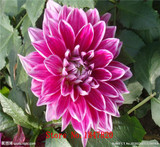 GGG 100pcs /bag . 10 piece each color of dahlia seeds rainbow pompon Seeds Bonsai plants Seeds for home &amp; garden