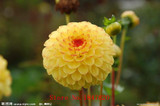 GGG 100pcs /bag . 10 piece each color of dahlia seeds rainbow pompon Seeds Bonsai plants Seeds for home &amp; garden