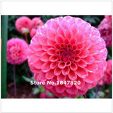 GGG 100pcs /bag . 10 piece each color of dahlia seeds rainbow pompon Seeds Bonsai plants Seeds for home &amp; garden