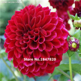 GGG 100pcs /bag . 10 piece each color of dahlia seeds rainbow pompon Seeds Bonsai plants Seeds for home &amp; garden