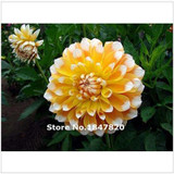 GGG 100pcs /bag . 10 piece each color of dahlia seeds rainbow pompon Seeds Bonsai plants Seeds for home &amp; garden