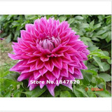 GGG 100pcs /bag . 10 piece each color of dahlia seeds rainbow pompon Seeds Bonsai plants Seeds for home &amp; garden